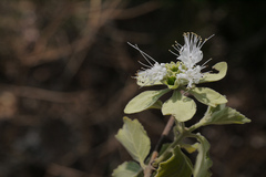 Symphorema polyandrum